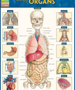Anatomy of the Organs eBook