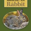 A Dissection Guide & Atlas to the Rabbit 1st edition eBook