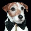 Uggie--My Story eBook