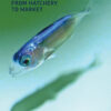 Advances in Tuna Aquaculture: From Hatchery to Market eBook