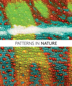 Patterns in Nature: Why the Natural World Looks the Way It Does, 1st Edition eBook