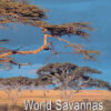 World Savannas: Ecology and Human Use, 1st Edition eBook